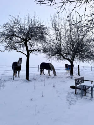 Winterweide