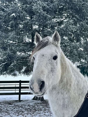 Winterweide