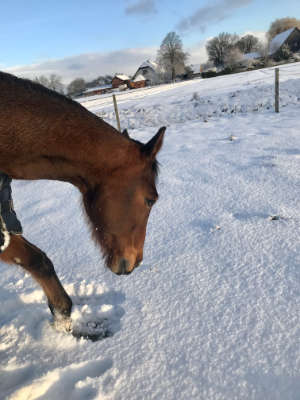 Winterweide
