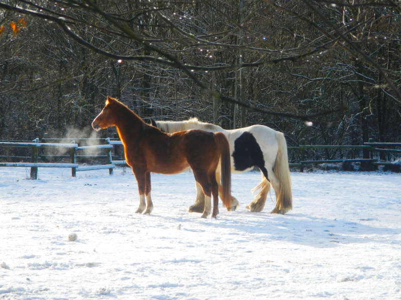 Pferde im Winter auf der Weide